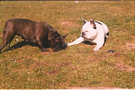 Fransk bulldog Bullmarks Selma de Struve - Selma og hendes mor - Rosa billede 3