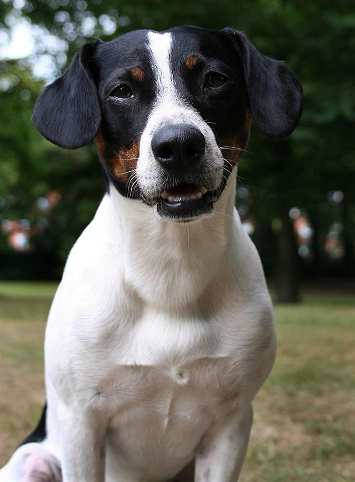 Dansk svensk gaardhund Nicki billede 1