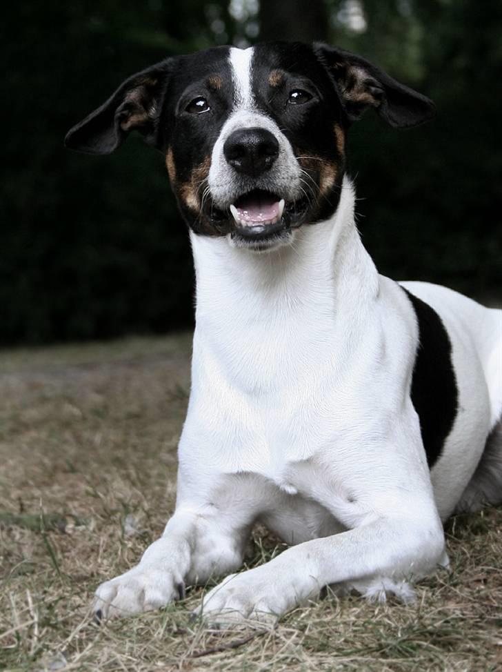 Dansk svensk gaardhund Nicki billede 2