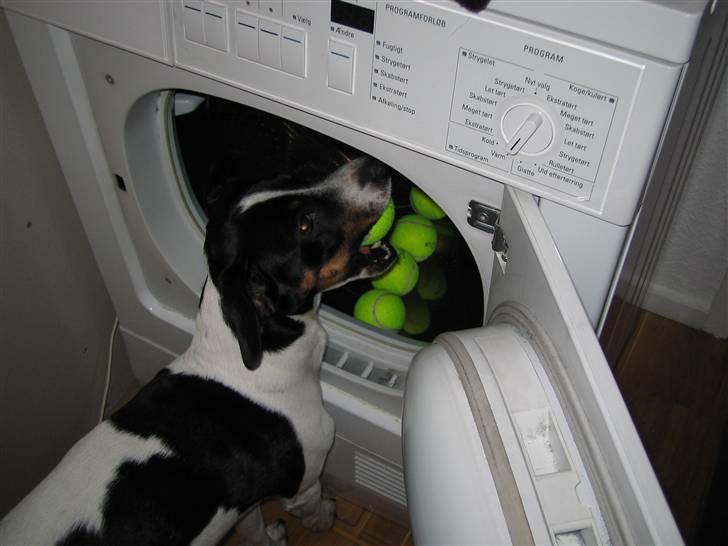 Dansk svensk gaardhund Nicki - hvor mange skal jeg mon sige det, de bolde er mine og de skal IKKE bruges til at tørre dynjakke med billede 3