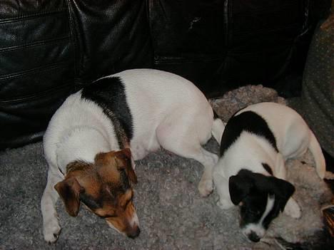 Dansk svensk gaardhund Nicki - Mig og min mor ( april 2001 ) billede 5