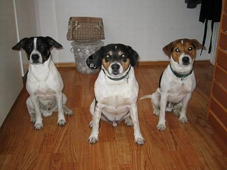 Dansk svensk gaardhund Nicki - Nicki sammen med hans 2 "fætre" billede 6