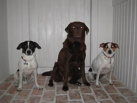 Dansk svensk gaardhund Nicki - Nicki, Gaya, og Agnes ( 14.10.2006 ) billede 7