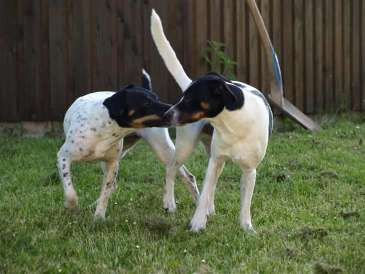 Dansk svensk gaardhund Nicki - Nicki på date med Silja billede 8