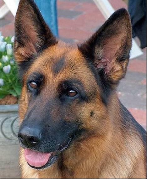 Schæferhund Heilei`s Ferrari. billede 1