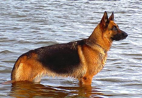 Schæferhund Heilei`s Ferrari. - Bade ferie. billede 2