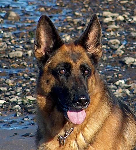 Schæferhund Heilei`s Ferrari. billede 3