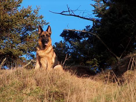 Schæferhund Heilei`s Ferrari. - 26/12-04 billede 4