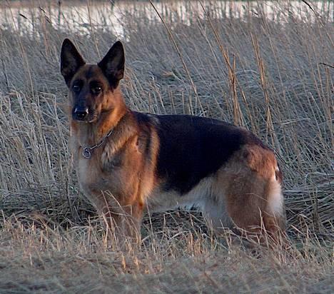 Schæferhund Heilei`s Ferrari. billede 6