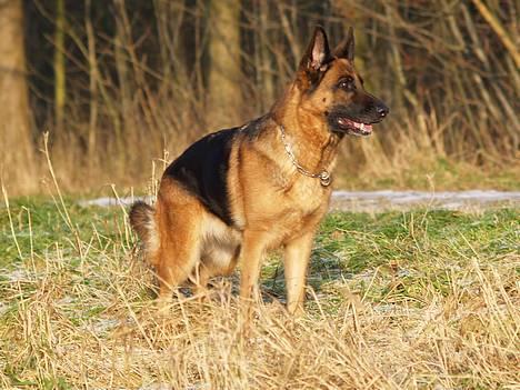 Schæferhund Heilei`s Ferrari. billede 7