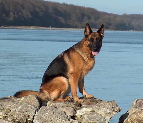 Schæferhund Heilei`s Ferrari. - 14/11-04. billede 8