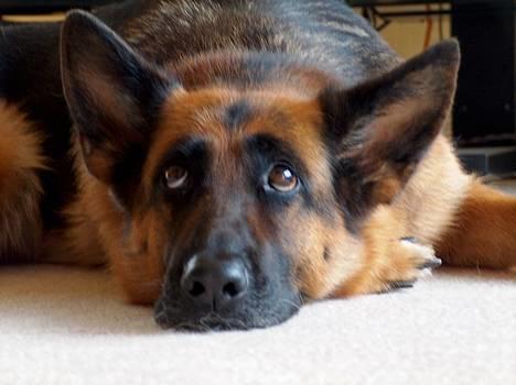 Schæferhund Heilei`s Ferrari. - Lidt træt. billede 9