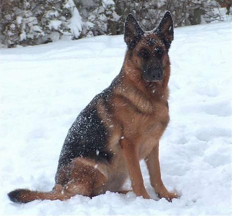 Schæferhund Heilei`s Ferrari. billede 10