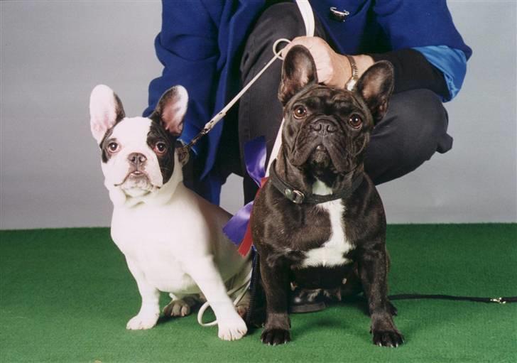 Fransk bulldog Bullmarks Selma de Struve - Rosa & Ragna  - Selmas mor og søster. billede 4