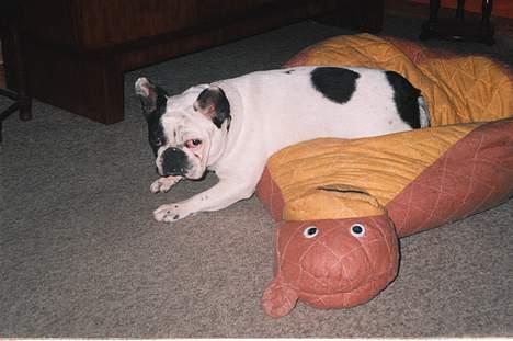 Fransk bulldog Bullmarks Selma de Struve - Hygge i sækkestolen billede 5