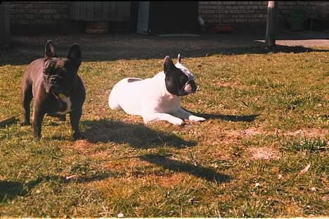 Fransk bulldog Bullmarks Selma de Struve - Pause billede 6