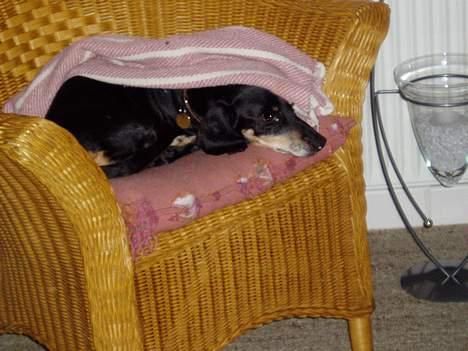 Gravhund Prik - Det her er min yndlings stol. Her ligger jeg og hygger mig det meste af dagen... billede 1