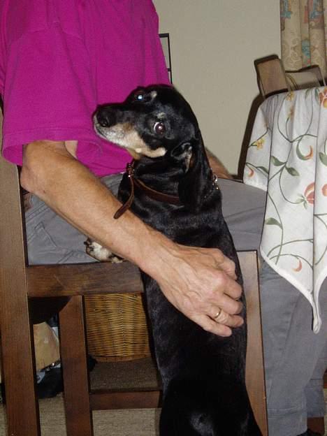 Gravhund Prik - Du tigger da vel ikke ved bordet Prik.... :) billede 2