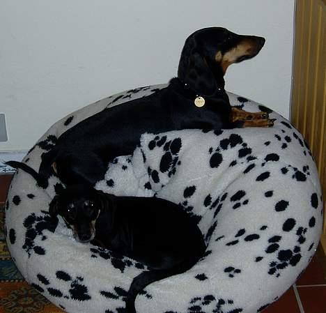 Gravhund Prik - Her ligger begge vores hunde i en anden af deres foretrukne steder, sækkestolen... Det er Prik forest i billedet..  billede 4