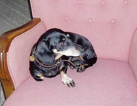 Gravhund Prik - Prik i min mors stol... Den er så dejlig varm billede 3