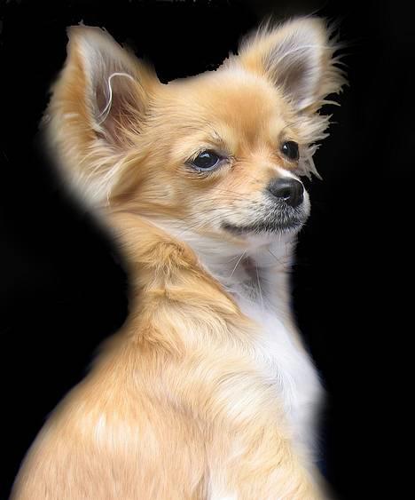 Chihuahua Bette billede 3