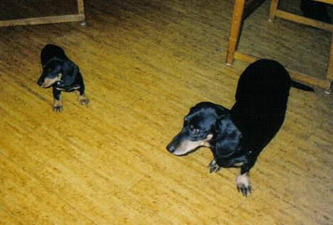 Gravhund Prik - Prik sammen med familiens nyeste medlem... Bimmer billede 5