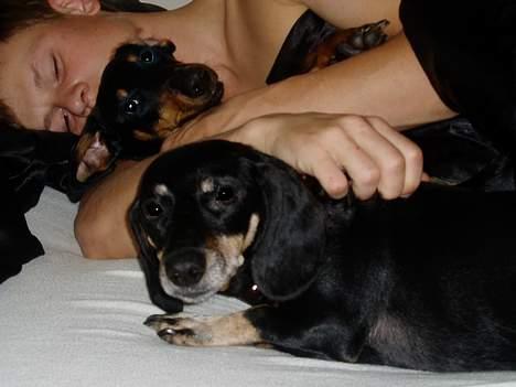 Gravhund Prik - Nu smutter du med det kamera, ellers.... billede 6