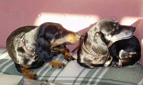 Gravhund Prik - Hva´ pokker har de nu gang i.....?!? Prik ligger til højre i sofaen.. billede 8