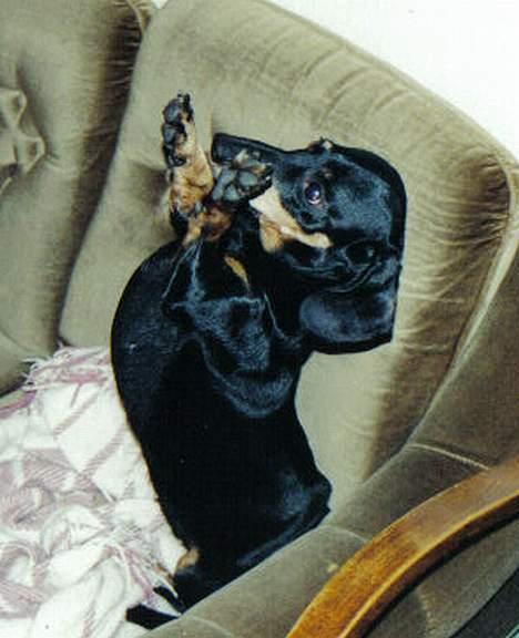 Gravhund Prik - Se hvad jeg kan... Giver du så ikk lidt guf?!? billede 9