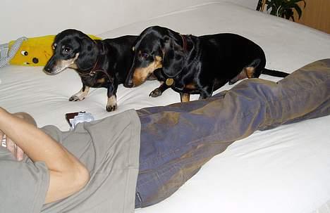 Gravhund Prik - Gi´r du et styk´ hva.. hva.. hva Prik er den bagerste på billedet billede 7