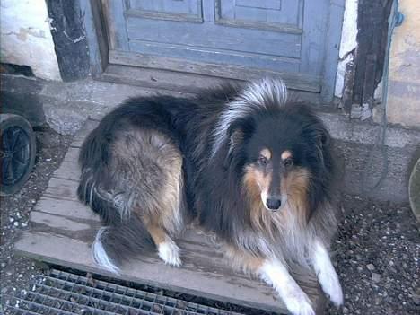 Collie langhåret Maico (R.I.P) billede 1