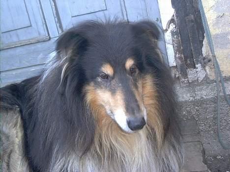 Collie langhåret Maico (R.I.P) - Sød ikk? billede 2