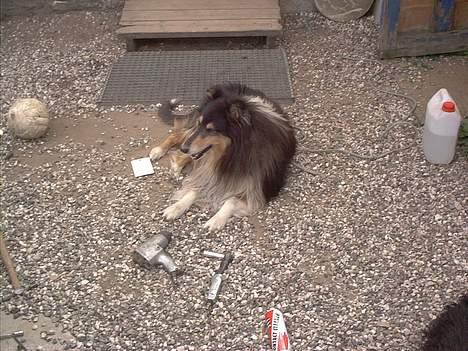 Collie langhåret Maico (R.I.P) billede 4