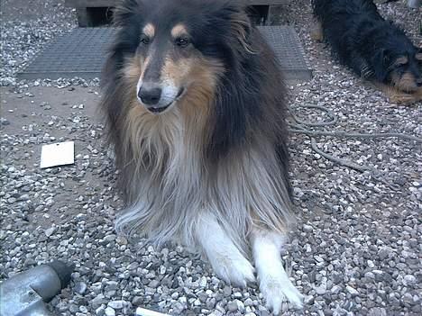 Collie langhåret Maico (R.I.P) - "hov" kommer der nogen? så må jeg heller begynde at gø hihi.... billede 5
