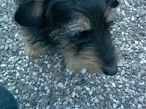 Gravhund Tjavs R.I.P billede 1