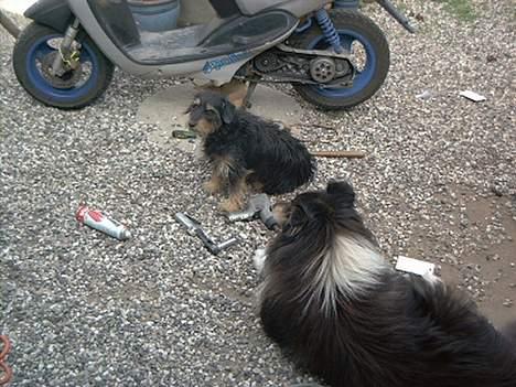 Gravhund Tjavs R.I.P billede 2