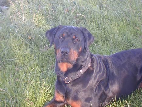 Rottweiler Merlot - er lige ude og nyde solen billede 6