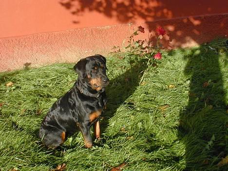 Rottweiler Merlot - ihh......... en rose og min lille hund.. hvor smukt..... suk..... billede 7