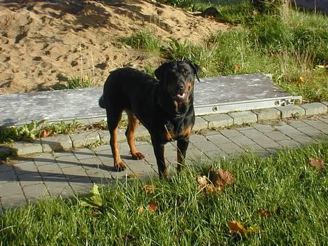 Rottweiler Merlot - hey billede 8