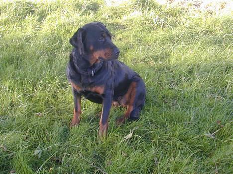 Rottweiler Merlot - jeg kan også sidde billede 9