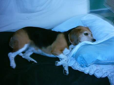 Beagle Tilde - Jah her ligger min dejlige vabse og sover på min sofa billede 1