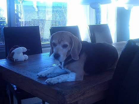 Beagle Tilde - Den frække hun er hoppet op på køkkenbordet billede 3