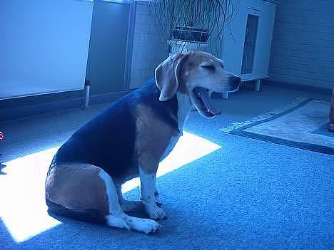 Beagle Tilde - Gaaaaab er lige stået op billede 4