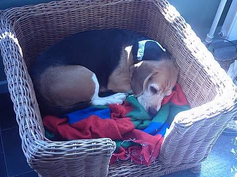 Beagle Tilde billede 5