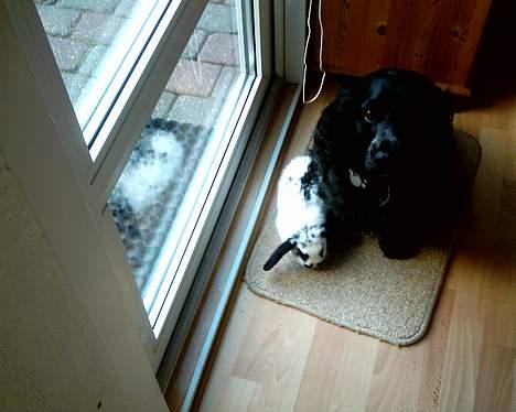 Field spaniel Calle (død:( ) - Mig og Ninne hygger sig lidt. billede 2