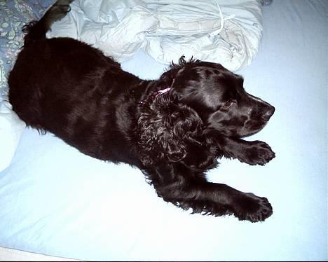 Field spaniel Calle (død:( ) - en lille slapper på sengen billede 10