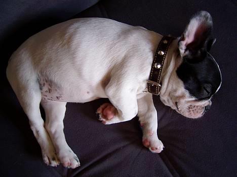 Fransk bulldog Hailie *Død* - Her er hun kun lige kommet hjem 8½uge ganmmel. billede 2