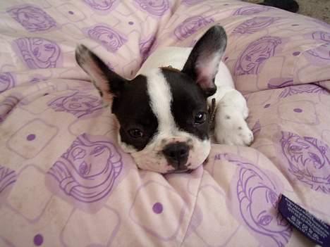 Fransk bulldog Hailie *Død* - Vil du ikke nok putte med mig??? billede 3