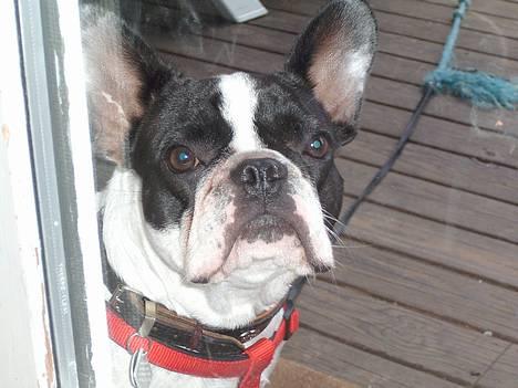 Fransk bulldog Hailie *Død* - Uretfærdig at jeg skal sidde herude..... billede 4