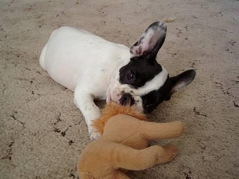 Fransk bulldog Hailie *Død* - Så er byttet fanget. billede 5